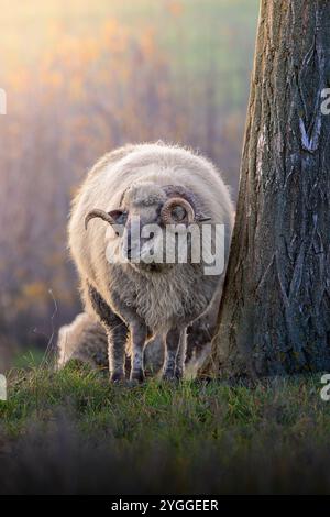 potente ram inondata da una calda luce arancione, che mette in risalto corna robuste e feltro spesso e densamente testurizzato Foto Stock