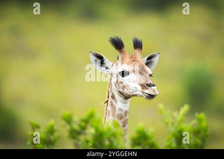 Ritratto di giraffa, Itala Game Reserve, Sudafrica Foto Stock