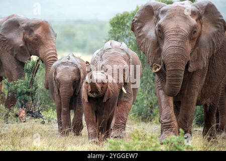 Elefanti sotto la pioggia, Parco nazionale degli elefanti di Addo, Sudafrica Foto Stock