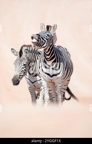 Zebre su strada, Parco Nazionale degli Elefanti di Addo, Sudafrica Foto Stock