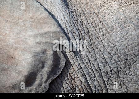 Primo piano sull'orecchio e sulla pelle degli elefanti, Parco nazionale degli elefanti di Addo, Sudafrica Foto Stock