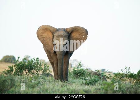 Elefante con buco nell'orecchio, parco nazionale degli elefanti di Addo, Sudafrica Foto Stock