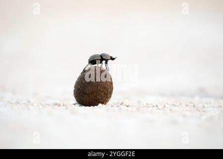 Letame su palla di letame, Parco Nazionale degli Elefanti di Addo, Sudafrica Foto Stock