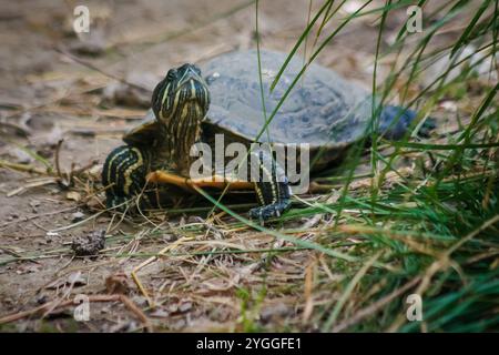 Tipica tartaruga d'acqua del Brasile e della foresta tropicale. Foto di alta qualità Foto Stock