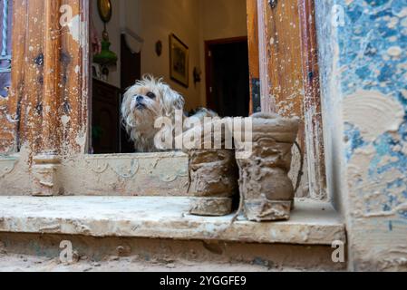 Massanassa, Valencia, Spagna. 7 novembre 2024. Un cane e stivali fangosi. Volontari da tutto il mondo si radunano a Valencia per rimuovere il fango dalle case e dalle strade. Anche soldati, polizia e vigili del fuoco provenienti da tutta la Spagna vengono in soccorso. Crediti: Salva Garrigues/Alamy Live News Foto Stock