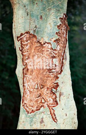 Danni da elefante all'albero di acacia, Kruger National Park, Sudafrica Foto Stock