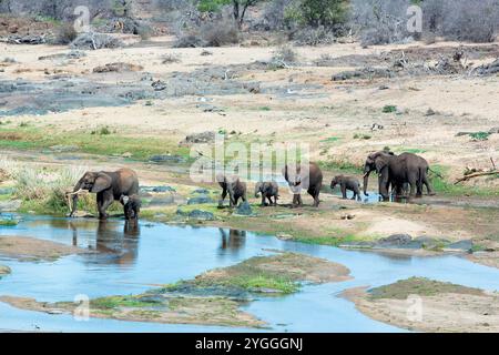 Elefanti nel fiume Olifants, Kruger National Park, Sudafrica Foto Stock