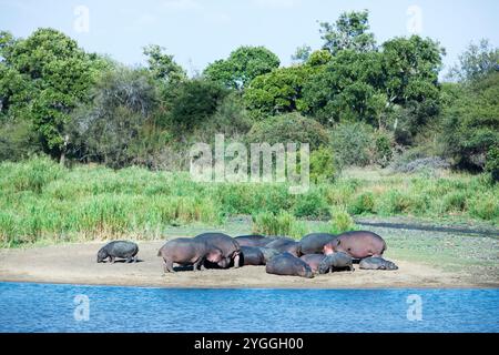 Ippopotami, Kruger National Park, Sudafrica Foto Stock