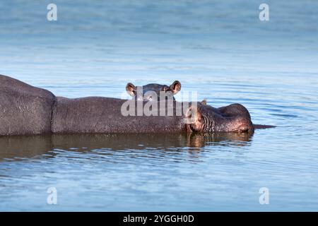 Ippopotami, Kruger National Park, Sudafrica Foto Stock