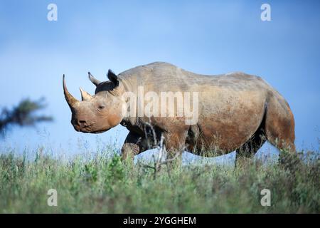 Africa, Animals in the Wild, Big 5 Animal, Black Rhino (Diceros bicornis), Bush, Bushveld, Critically Endangered - IUCN Redlist, Critically Endangered Foto Stock