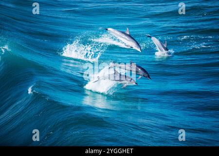 Delfino tursiope, Garden Route, Sud Africa Foto Stock