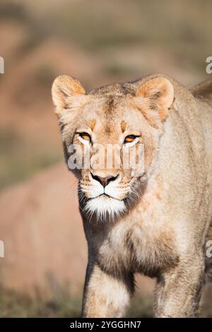 Africa, Big 5 Animal, Bush, Provincia del Capo Orientale, Leone (Panthera leo), parco nazionale Mountain Zebra, natura, Nessuna gente, all'aperto, Safari, Afric sud Foto Stock