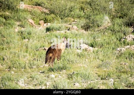 Africa, Animals in the Wild, Brown Hyena (Parahyena brunnea), Bush, Colour Image, Kalahari, Kgalagadi Transborder Park, specie vicine a minacciate - io Foto Stock