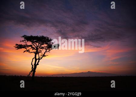 Alberi all'alba, Kenya Foto Stock