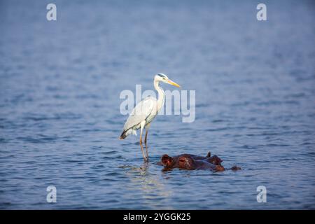 Heron su Hippo, Kruger Park, Sudafrica Foto Stock