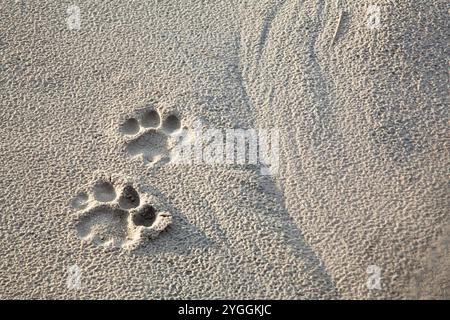 Lion Tracks, Chobe National Park, Botswana Foto Stock