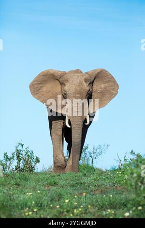 Elephant, Addo Elephant National Park, Sudafrica Foto Stock