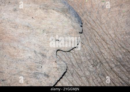 Elephant, Addo Elephant National Park, Sudafrica Foto Stock