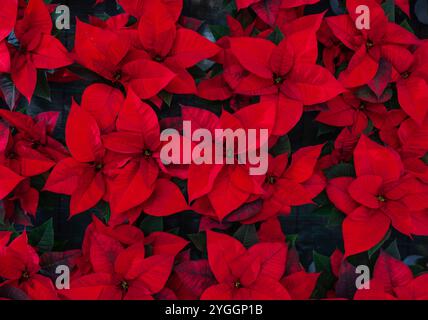 Red poinsettia flower, noto anche come la stella di Natale o di Bartolomeo stella. Nuovo anno vacanza invernale Xmas. Foto Stock