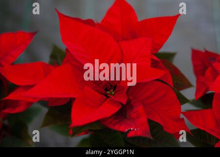 Red poinsettia flower, noto anche come la stella di Natale o di Bartolomeo stella. Nuovo anno vacanza invernale Xmas. Foto Stock