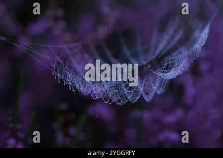 Ragnatela di ragno con gocce di rugiada, brughiera in fiore sullo sfondo, Lüneburg Heath Nature Park, Germania, bassa Sassonia Foto Stock