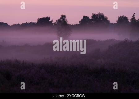 Atmosfera da fiocchi in serata, Behringer Heide, riserva naturale vicino a Bispingen, Parco naturale Lüneburg Heath, Germania, bassa Sassonia Foto Stock