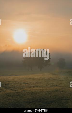Paesaggio nebbioso da sogno all'alba su un prato autunnale nel Allgäu. Con le sagome di grandi alberi decidui in primo piano e un conifero Foto Stock