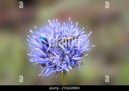 Primo piano di fiori coleottero longhorn, Stenurella melanura, foraggiamento su fiore di pecora, Jasione montana su sfondo sfocato Foto Stock