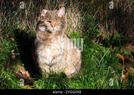 Europäische Wildkatze oder Waldkatze Felis silvestris . Europäische Wildkatze oder Waldkatze Felis silvestris im Wildgatter Oberrabenstein Chemnitz . 20241105MIC0641 *** gatto selvatico europeo o gatto forestale Felis silvestris gatto selvatico europeo o gatto forestale Felis silvestris nella riserva di selvaggina di Oberrabenstein Chemnitz 20241105MIC0641 Foto Stock