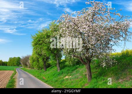 Europa, Germania, Assia, Assia centrale, campagna di Marburgo, meli in fiore sotto un cielo blu, sentiero Foto Stock