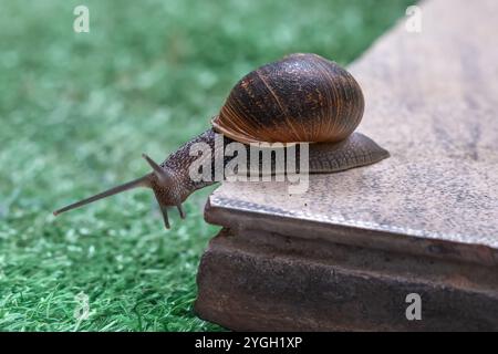 Chiocciola da giardino su conchiglia (Cornu aspersum) Foto Stock