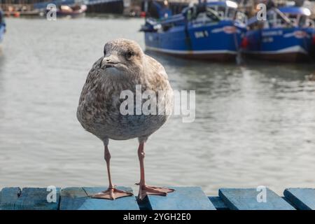 Inghilterra, Kent, Whitstable, Whitstable Harbour, Baby Seagull Foto Stock