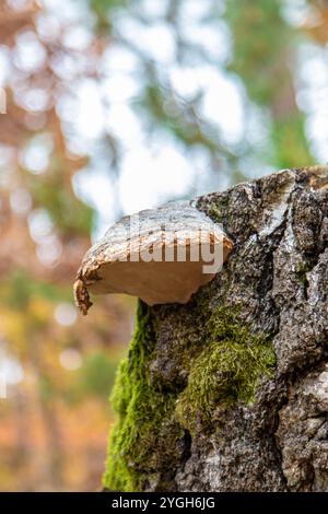 Fungo parassita sulla corteccia degli alberi. Messa a fuoco selettiva. natura. Foto Stock