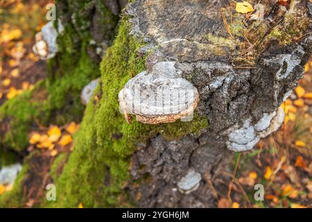 Fungo parassita sulla corteccia degli alberi. Messa a fuoco selettiva. natura. Foto Stock