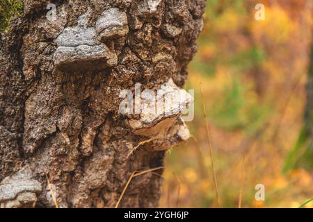 Fungo parassita sulla corteccia degli alberi. Messa a fuoco selettiva. natura. Foto Stock