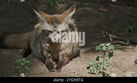 Pipistrello Eared Fox Foto Stock