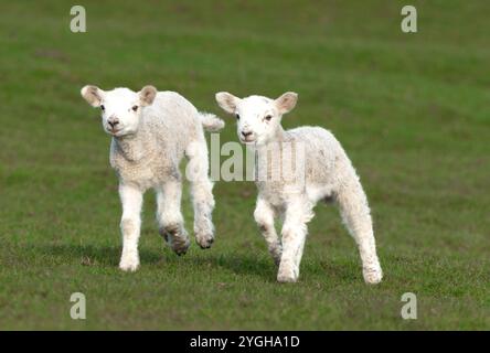 Agnelli, due giovanissimi agnelli che corrono in un campo verde all'inizio della primavera. Primo piano e rivolto verso la parte anteriore. Spazio per la copia. Orizzontale. Foto Stock