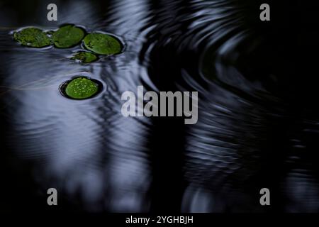 Foglie galleggianti dell'alga galleggiante, gocce di pioggia cadenti formano cerchi sulla superficie dell'acqua, in Germania Foto Stock