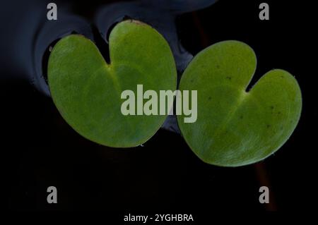 Foglie galleggianti a forma di cuore di frogbit, Germania Foto Stock