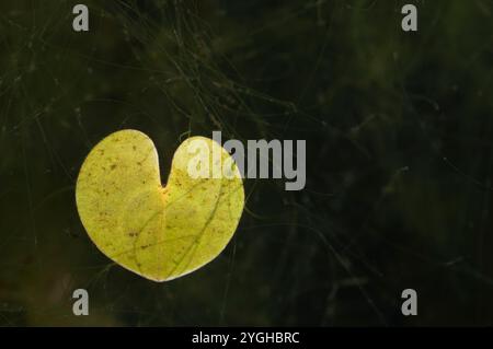 Foglia galleggiante a forma di cuore di frogbit sott'acqua, Germania Foto Stock