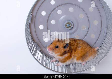 Adorabile criceto che corre all'interno di una ruota per allenarsi e divertirsi Foto Stock