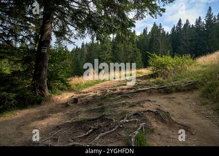 Le radici degli alberi si estendono su un sentiero escursionistico nel Beskids, in Polonia Foto Stock