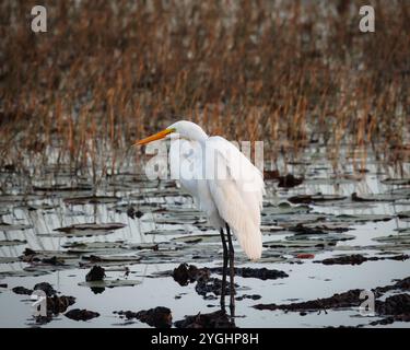 Un uccello bianco si trova in uno stagno con erba marrone. L'uccello guarda a sinistra. Lo stagno è pieno di acqua e piante Foto Stock