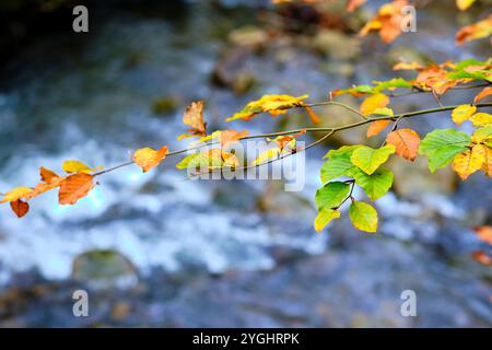 Primo piano di foglie di faggio colorate in autunno, catturate nella foresta di Ucieda nella valle di Cabuerniga, Cantabria, Spagna. Foto Stock