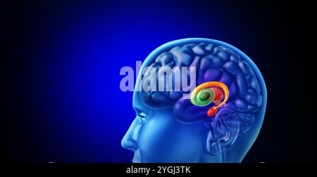 Gangli basali umani come nuclei subcorticali all'interno del cervello umano che controllano le funzioni motorie come emozioni cognitive, apprendimento e volontariato Foto Stock