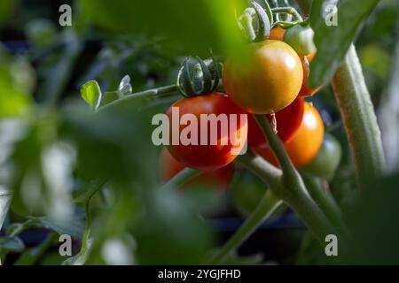 In estate, i pomodori ciliegini stagionati in un giardino di casa Foto Stock