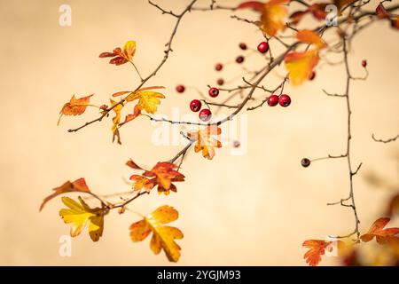 Bacche di biancospino rosse alla luce del sole su sfondo sfocato nel tardo autunno. Ramoscello con bacche rosse di biancospino su sfondo sfocato giallo pastello. Foto Stock