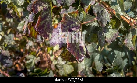 Vite infetta vicino a Vinassan. Foto Stock