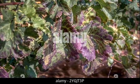 Vite infetta vicino a Vinassan. Foto Stock