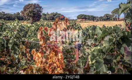 Vite infetta vicino a Vinassan. Foto Stock